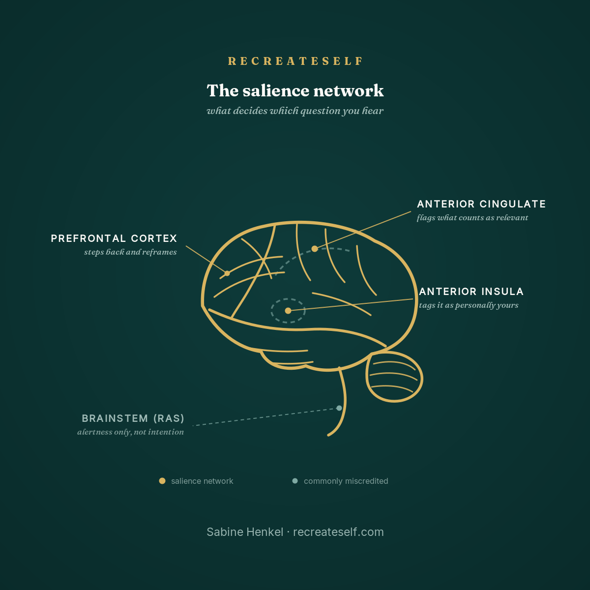 Lateral view of the brain with the salience network labelled: anterior cingulate and anterior insula, plus prefrontal cortex, and the brainstem RAS marked as commonly miscredited.